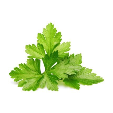 Coriander