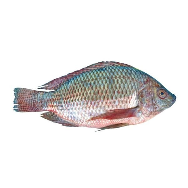 Tilapia 300+