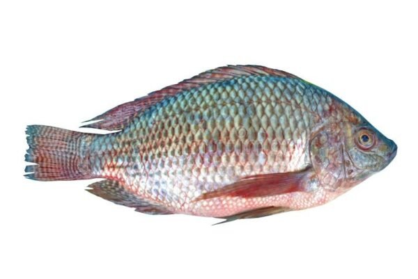 Tilapia 800+