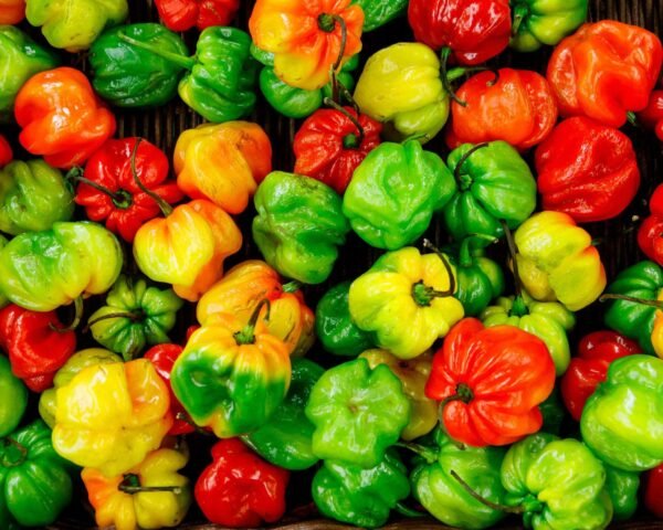 Hot Pepper